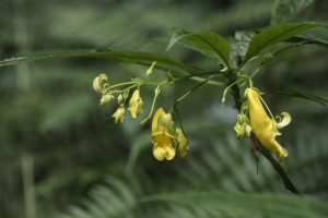 Impatiens beipanjiangensis