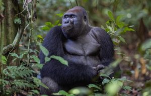 Western lowland gorilla