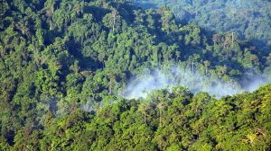 Guinea Forests of West Africa