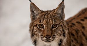 Lynx