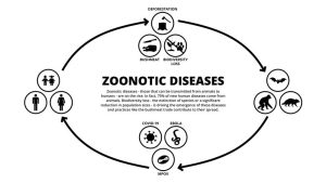 Zoonosis Infographic