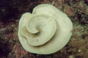 Bleached sea sponges 