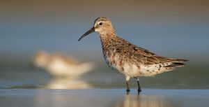 Shorebird