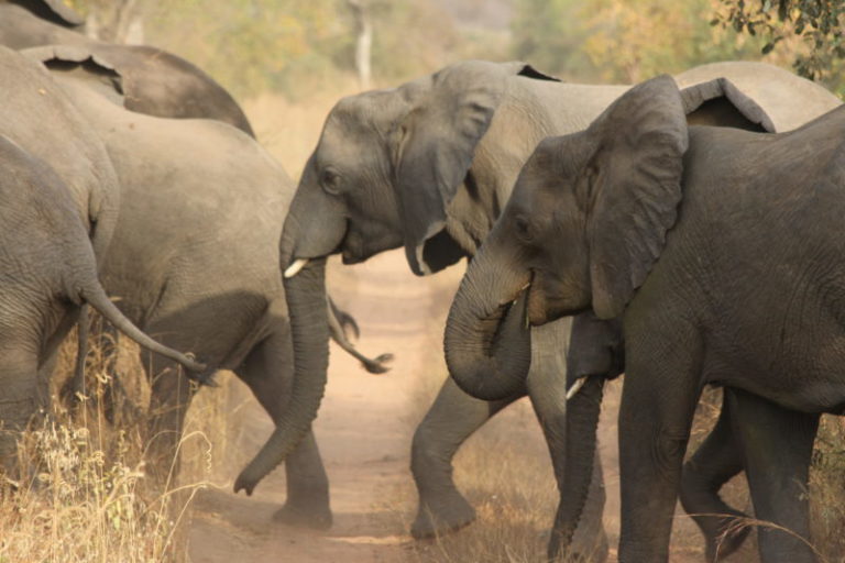 WCS to manage Nigeria elephants reserve