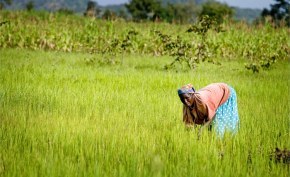 African governments asked to implement Ecological Organic Agriculture