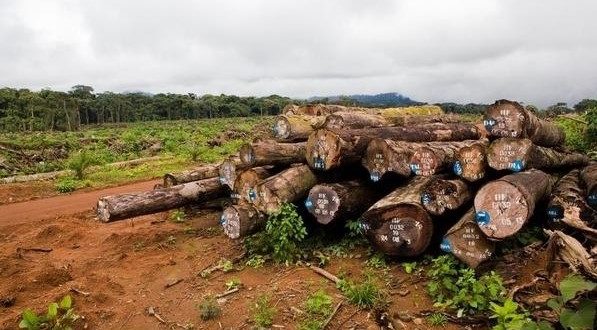 Logging: UK sanctions Cameroon timber traders - EnviroNews Nigeria