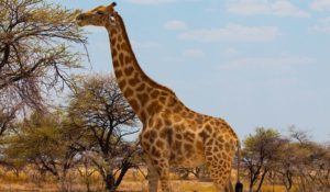 global giraffe population