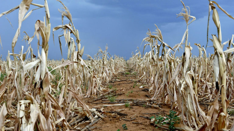 Severe drought hits Southern Africa - EnviroNews - latest environment ...