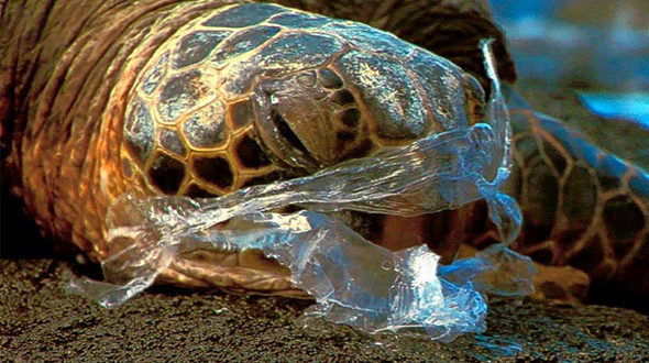 100-000-marine-animals-die-of-plastic-pollution-yearly-afdb