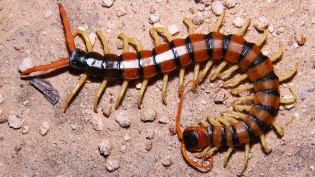 Researchers link dangerous foodborne pathogen to centipedes ...