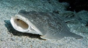 Angel Shark