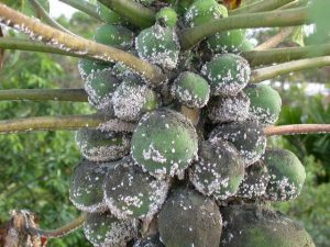 Scientists launch research on biological control of papaya mealybug in ...