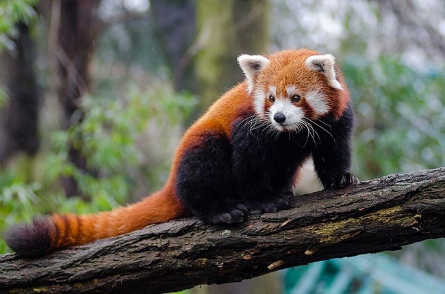 International Red Panda Day: Mammal’s untold wild and wonderful story ...