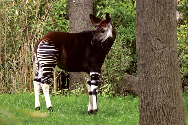 World Okapi Day: A hidden, endangered gem of the African wilderness ...