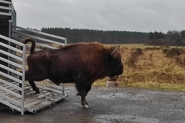 European conservationists exchange bison from several breeding groups ...