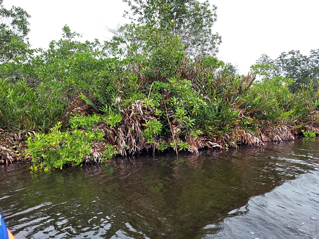 Ghana: Keta Lagoon Complex Ramsar Site gets new Management Plan under mangrove restoration project