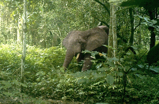 African Forest Elephant