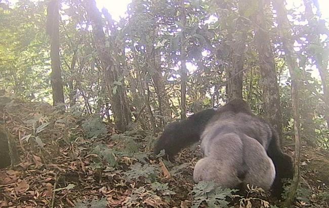 PG student captures footages of endangered Cross River gorillas ...