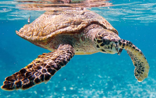 World Sea Turtle Day: Plight of sea turtles, the ancient mariners ...