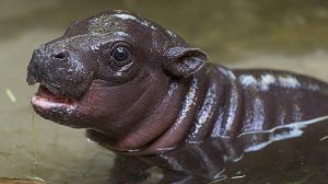 Baby pygmy hippo