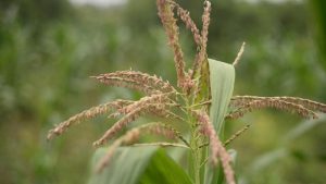 Grain farm