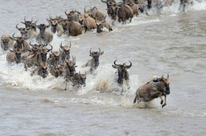 Animal migration