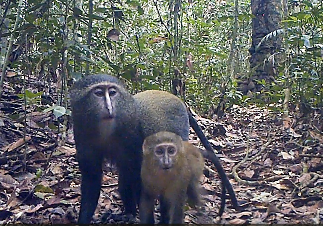 Lesula monkeys