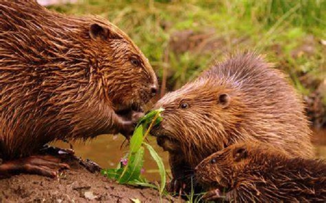 Beavers 